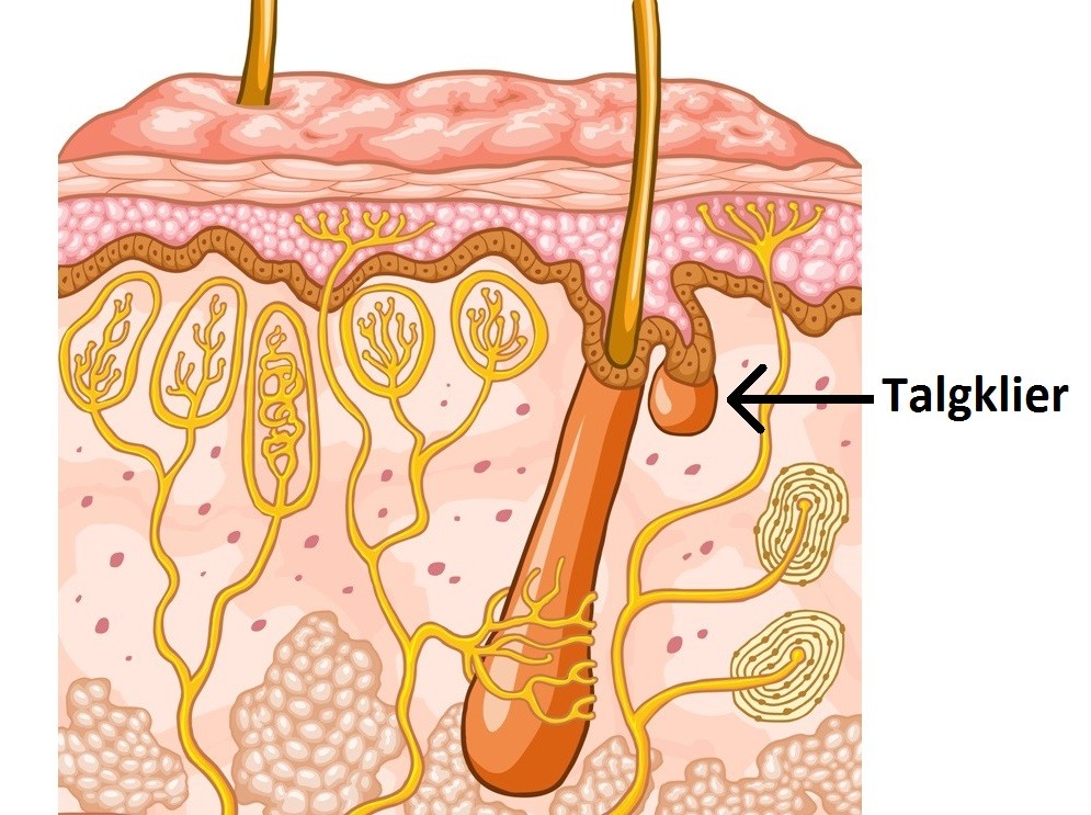 Waar zitten talgklieren?